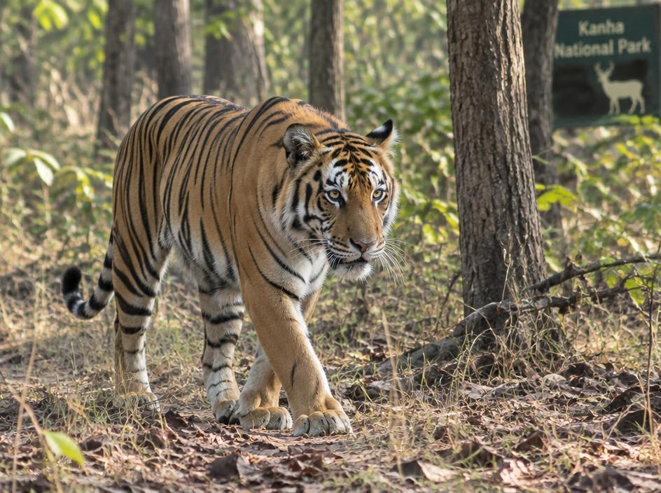 Kanha / Bandhavgarh / Panna Wildlife Safari